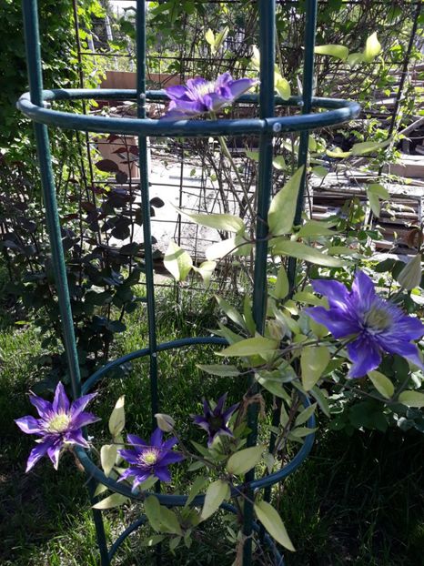  - 2018 clematis