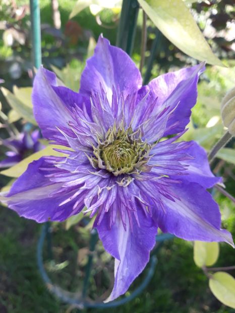  - 2018 clematis
