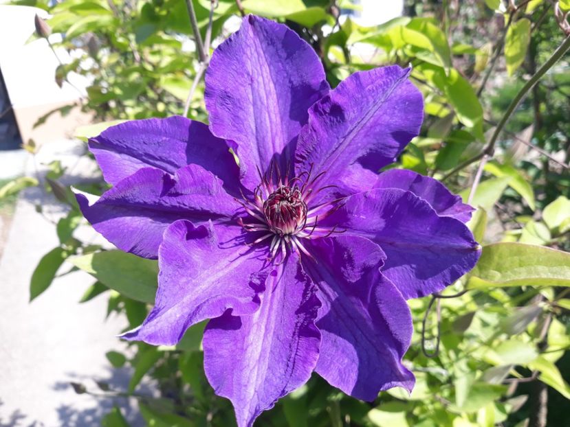  - 2018 clematis