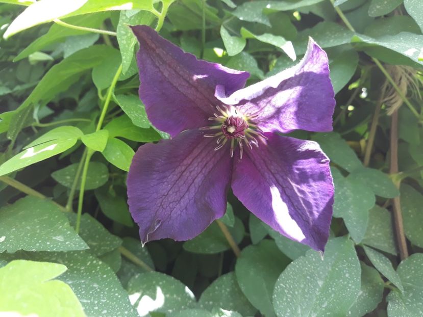  - 2018 clematis