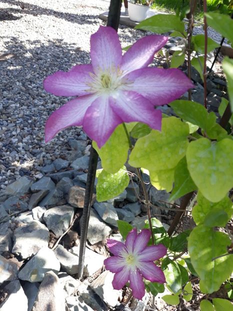  - 2018 clematis