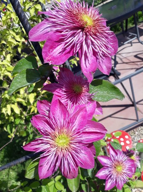  - 2018 clematis