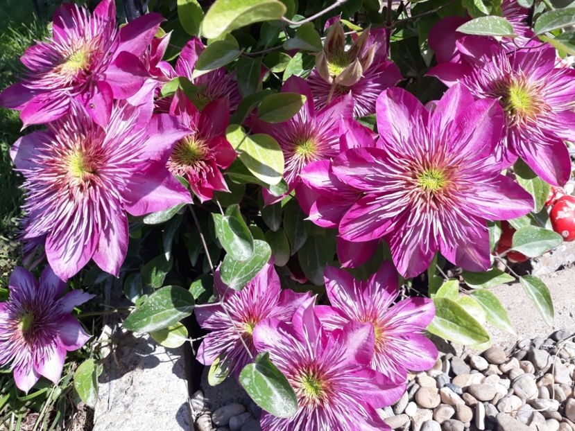  - 2018 clematis
