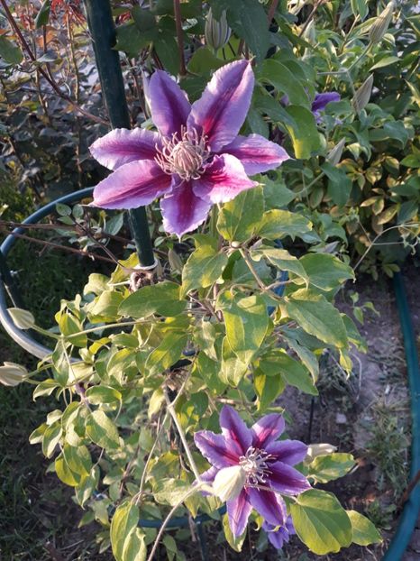  - 2018 clematis