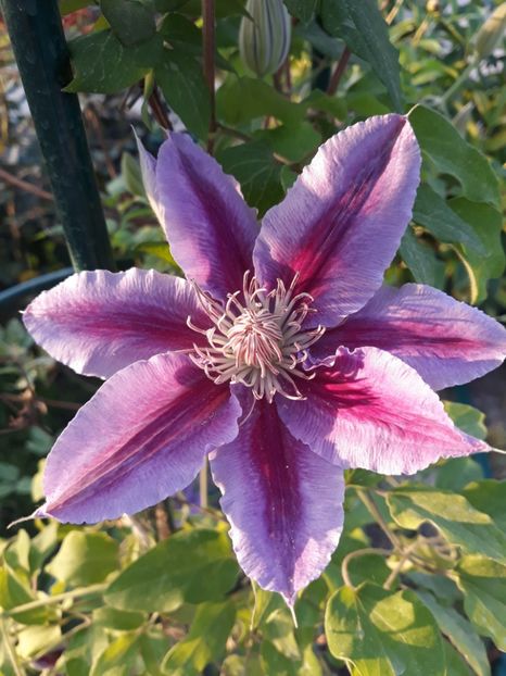  - 2018 clematis