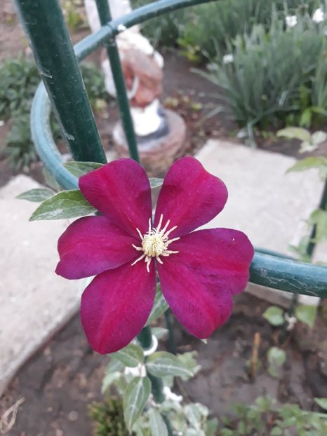 - 2018 clematis