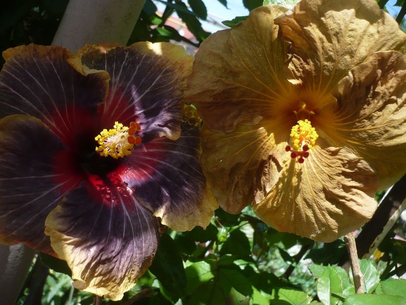 P1360803 - HIBISCUSI 2018-1