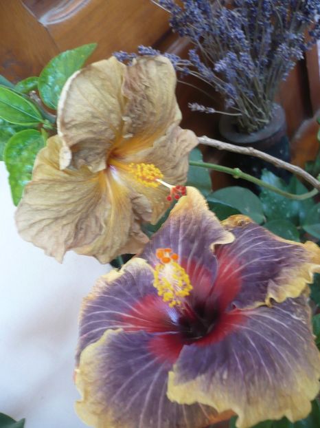 P1360808 - HIBISCUSI 2018-1