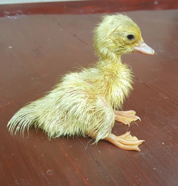 100% 2000robert - Bomboane asortate 2018