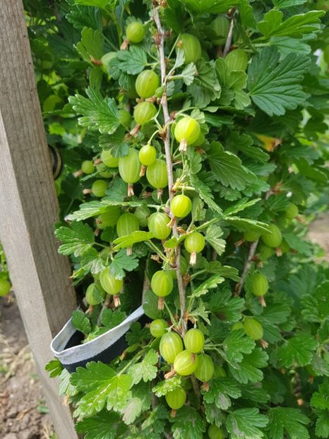  - Agris - Rosu - Hinnonmaki