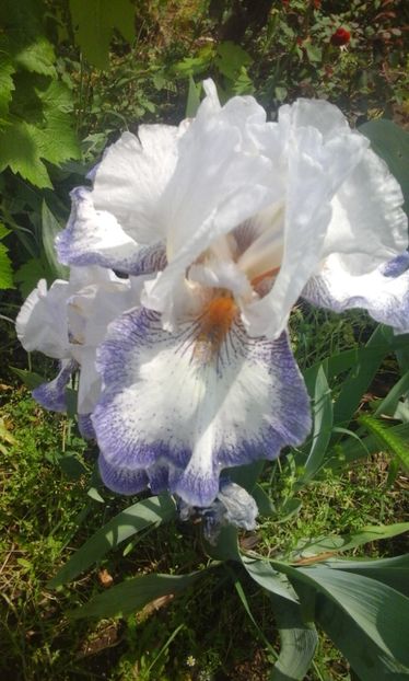 031 - Copy - Irisi 2018!