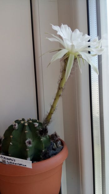 04.05.2018 - Echinopsis subdenudata