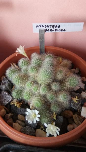 05.05.2018 - Rebutia albiflora