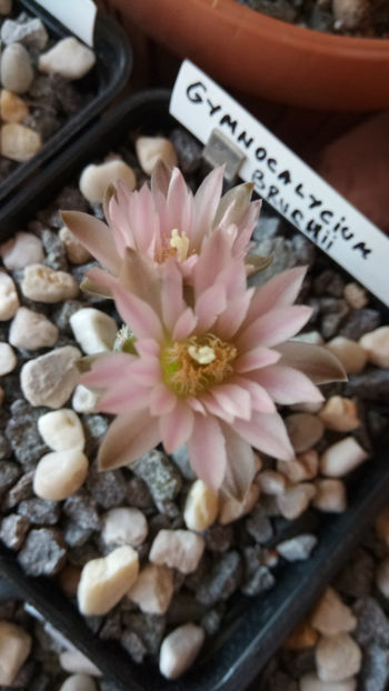 28.04.2018 - Gymnocalycium bruchii