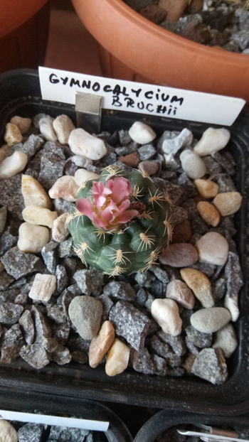 28.04.2018 - Gymnocalycium bruchii