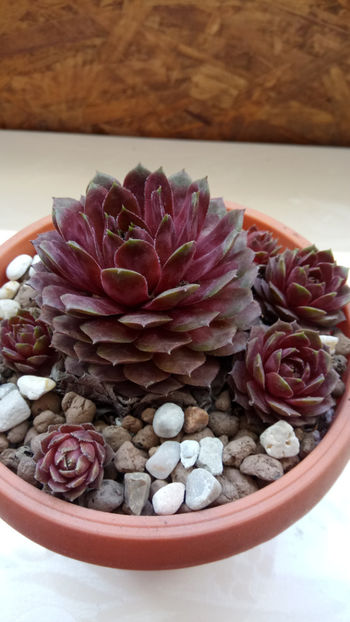 07.05.2018 - Sempervivum