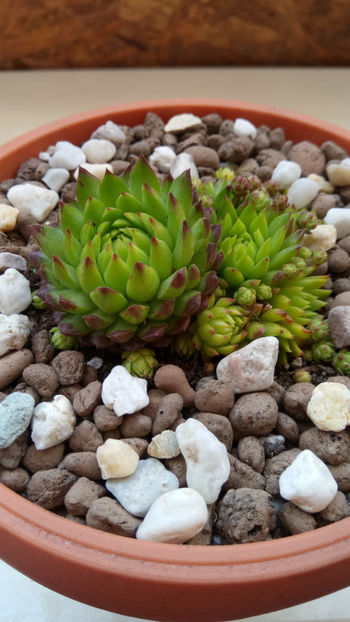 07.05.2018 - Sempervivum