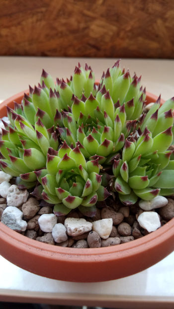 07.05.2018 - Sempervivum