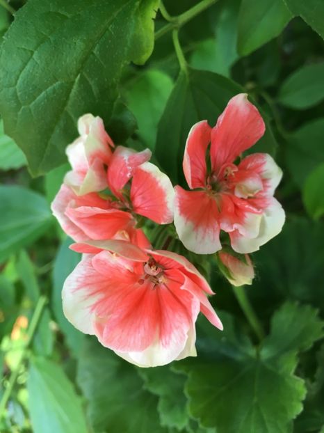 4C676BC2-D9BE-480F-A01A-14285333521F - Muscate Calliope