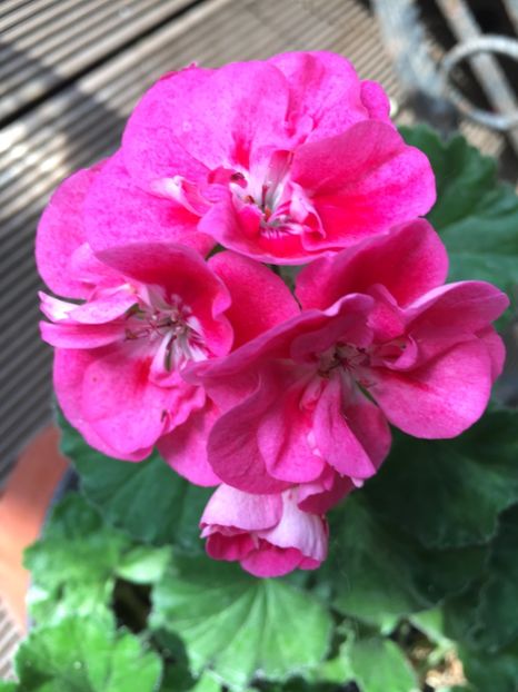 F22FAC0A-A7CB-405E-A3DC-981CE5B717C7 - Muscate Calliope