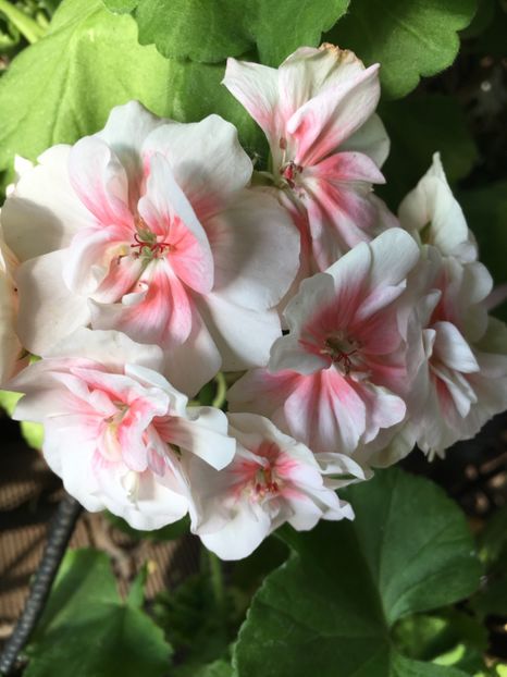 3A9D3034-8A86-4845-A192-5D85C3004DCC - Muscate Calliope