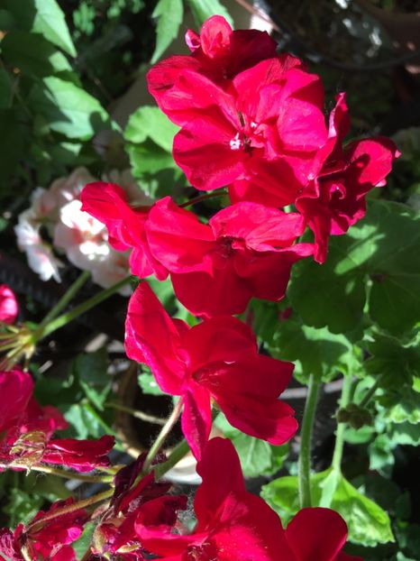 04C8AD1F-2673-4C65-B3E6-687A8E6D2E54 - Muscate Calliope