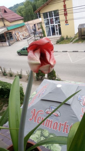 Charisma - Amaryllis