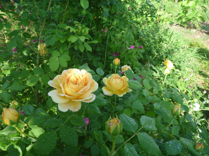 P1370581 - 2018 Trandafiri