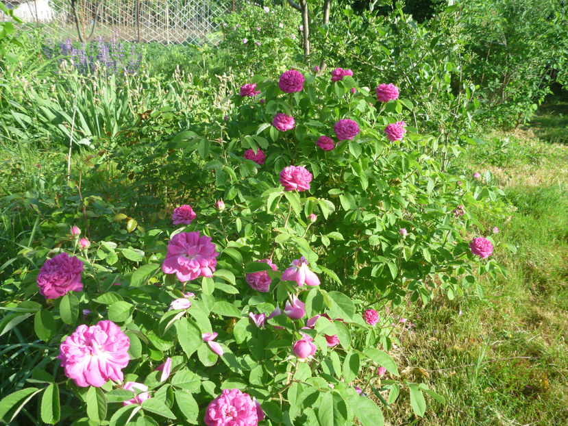 P1370593 - 2018 Trandafiri