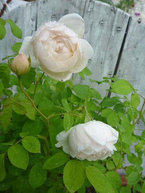 P1370619 - 2018 Trandafiri