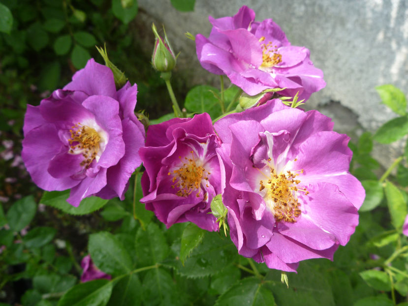 P1370624 - 2018 Trandafiri