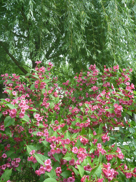 P1370642 - 2018 Trandafiri