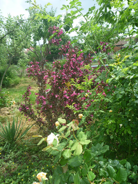 P1370697 - 2018 Trandafiri