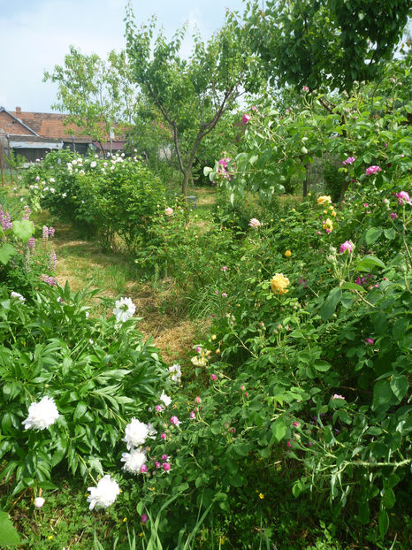 P1370702 - 2018 Trandafiri