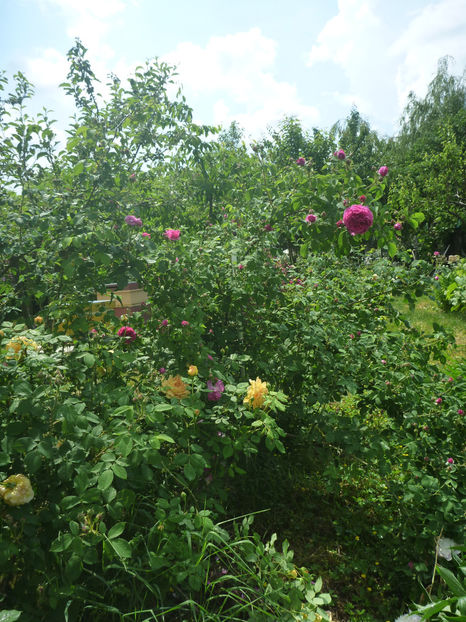 P1370704 - 2018 Trandafiri