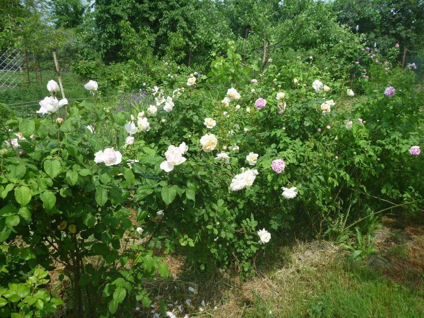 P1370732 - 2018 Trandafiri