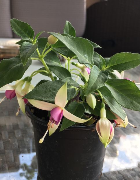 Windchimes neon pink - Fucsii 2018