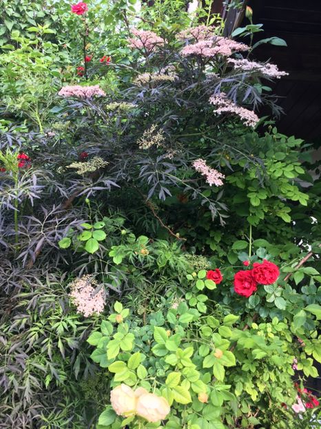 Șoc rosu - Arbuști 2018