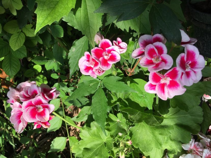 F03E4BB9-EAAA-45F5-A009-61E13858C798 - Muscate Calliope