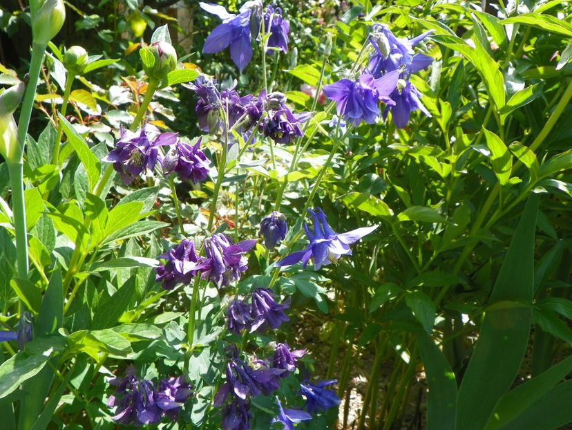 03 MAI (145) - Aquilegia 2018