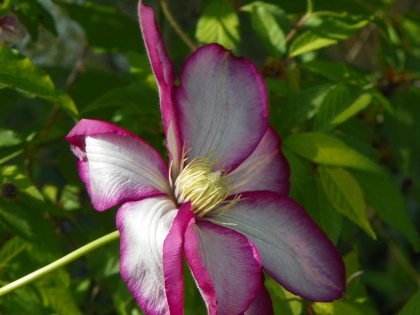 03 MAI (38) - Clematite 2018