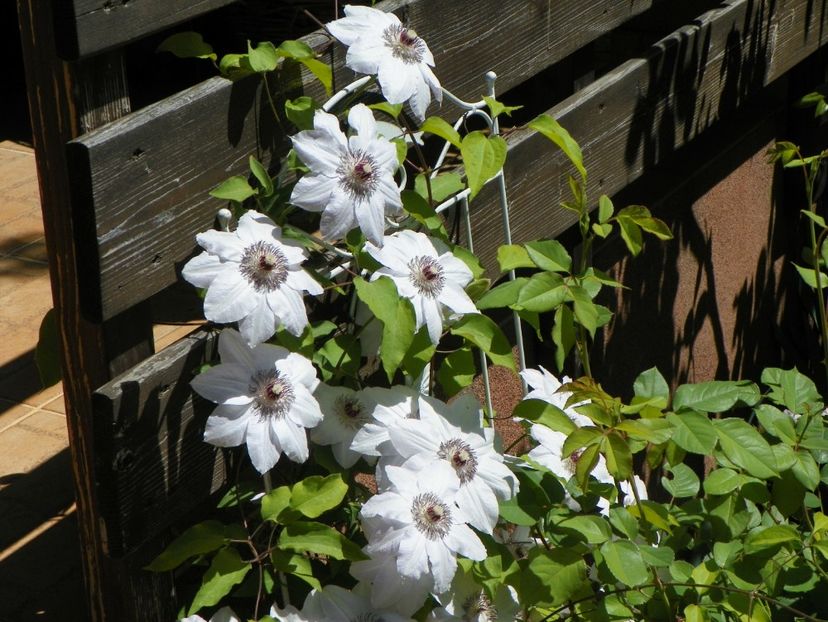 03 MAI (91) - Clematite 2018