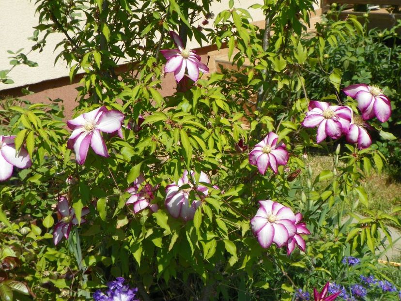 03 MAI (131) - Clematite 2018