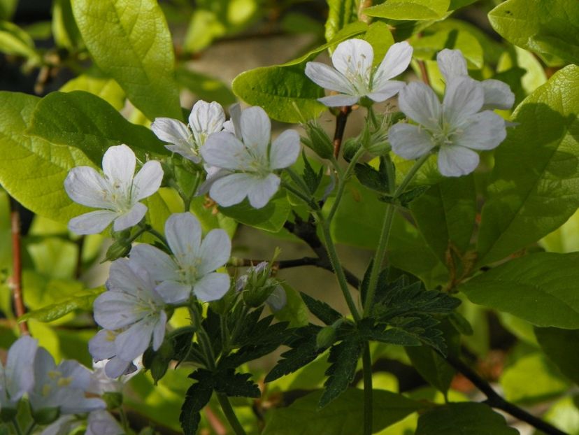 03 MAI (19) - Geranium 2018