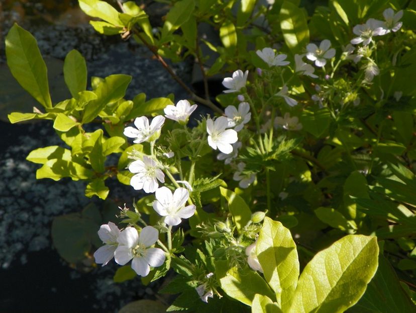 03 MAI (111) - Geranium 2018