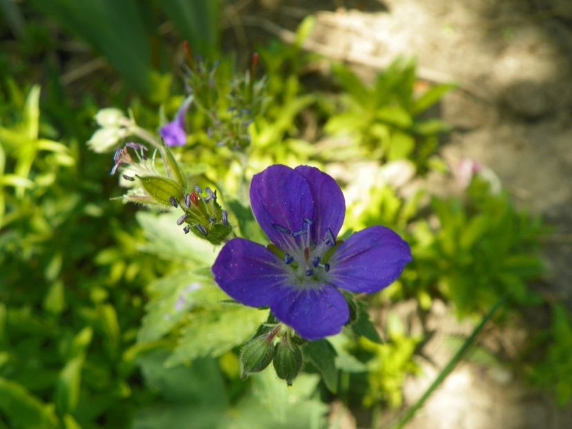 03 MAI (146) - Geranium 2018