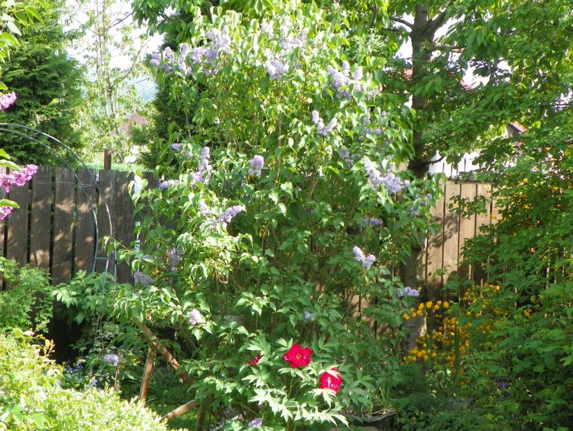 03 MAI (47) - Gradina 2018