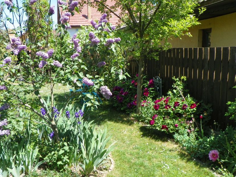 03 MAI (72) - Gradina 2018