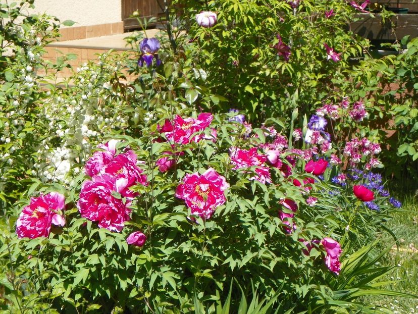 03 MAI (78) - Gradina 2018