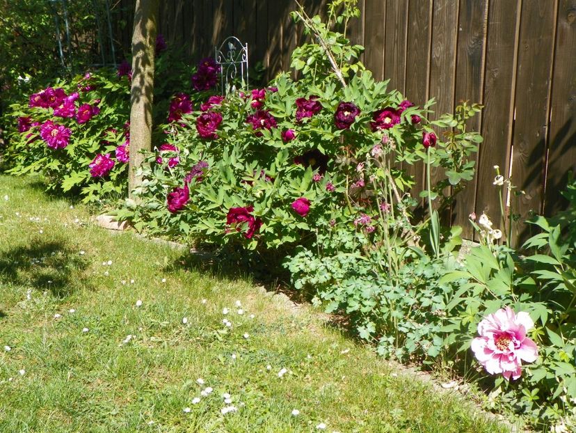 03 MAI (101) - Gradina 2018